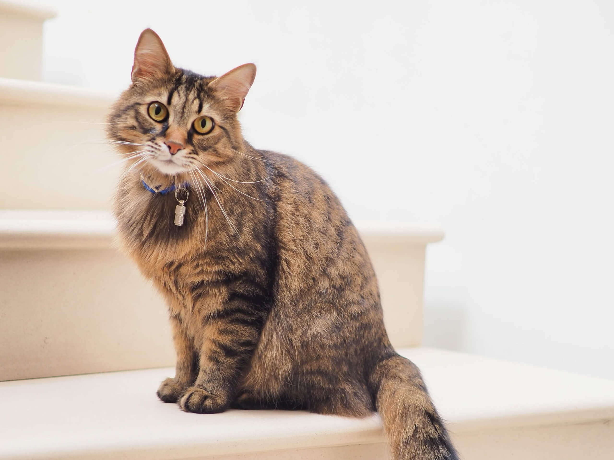 6 ways cats communicate with their tails